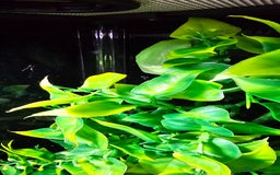 Frog reptiles for sale: Red Eye Tree Frogs x 2 plus full Terrarium set-up - Image 4