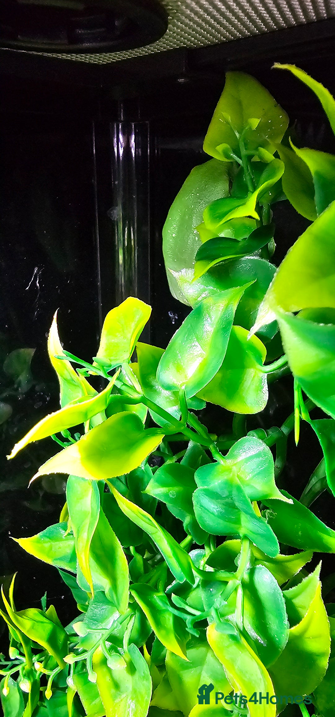 Frog reptiles for sale: Red Eye Tree Frogs x 2 plus full Terrarium set-up - Image 4