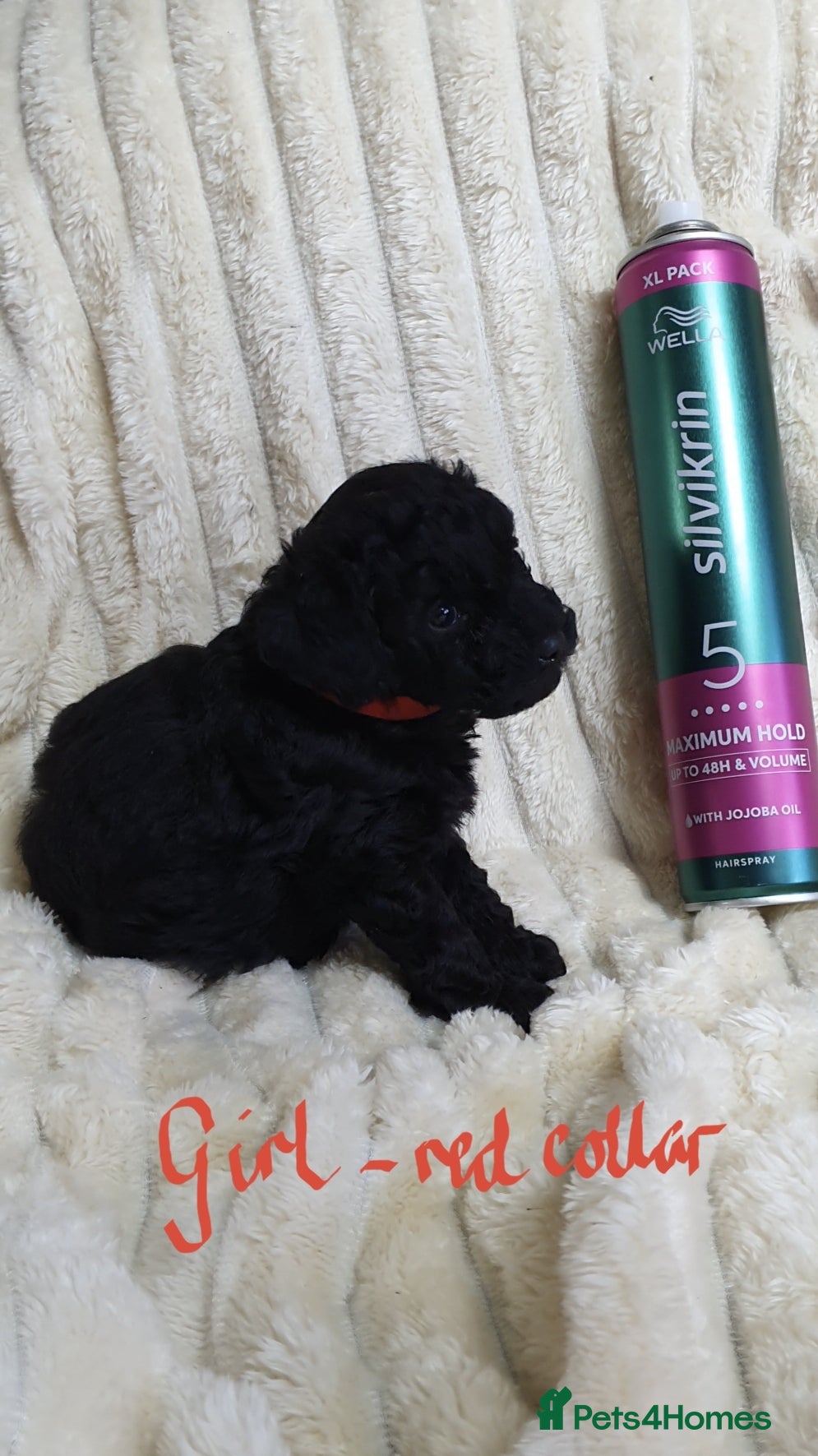 Toy Poodle dogs Tiny Toy Poodle puppies ready to leave 1st March - Advert 1