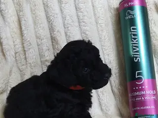 Toy Poodle dogs Tiny Toy Poodle puppies ready to leave 1st March - Advert 7