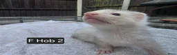Ferret rodents for sale: Full, Semi & Half Angora Kits - Advert 4