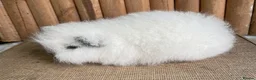 Guinea Pig rodents for sale: Swiss teddy baby sow  - Advert 3