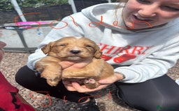 Cocker Spaniel dogs for sale: Merl cocker spaniel puppies  - Image 1