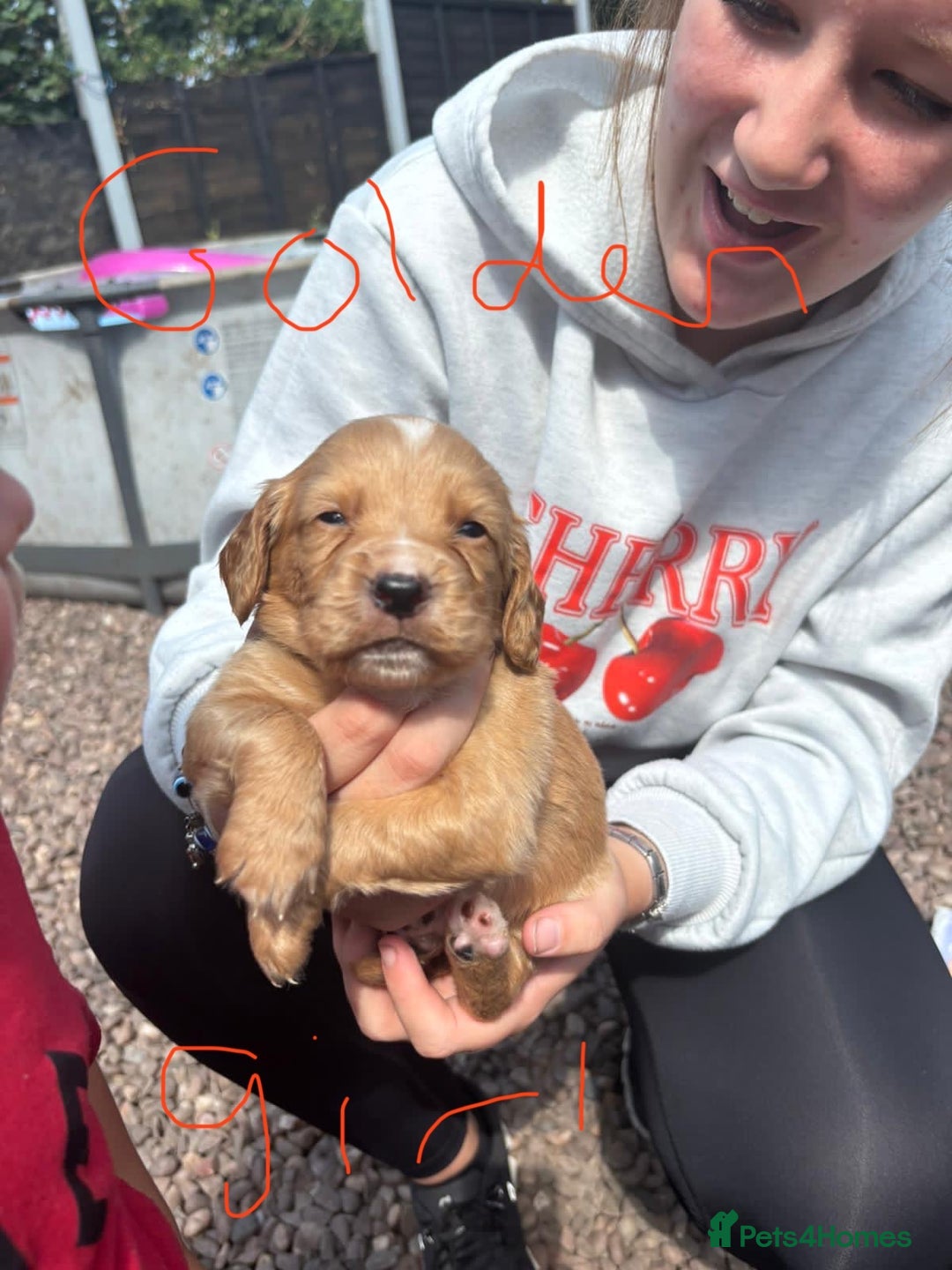 Cocker Spaniel dogs for sale: Merl cocker spaniel puppies  - Image 1