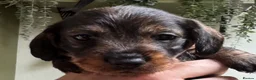 Miniature Dachshund dogs for sale: Miniature Wire haired Dachshund  - Advert 29