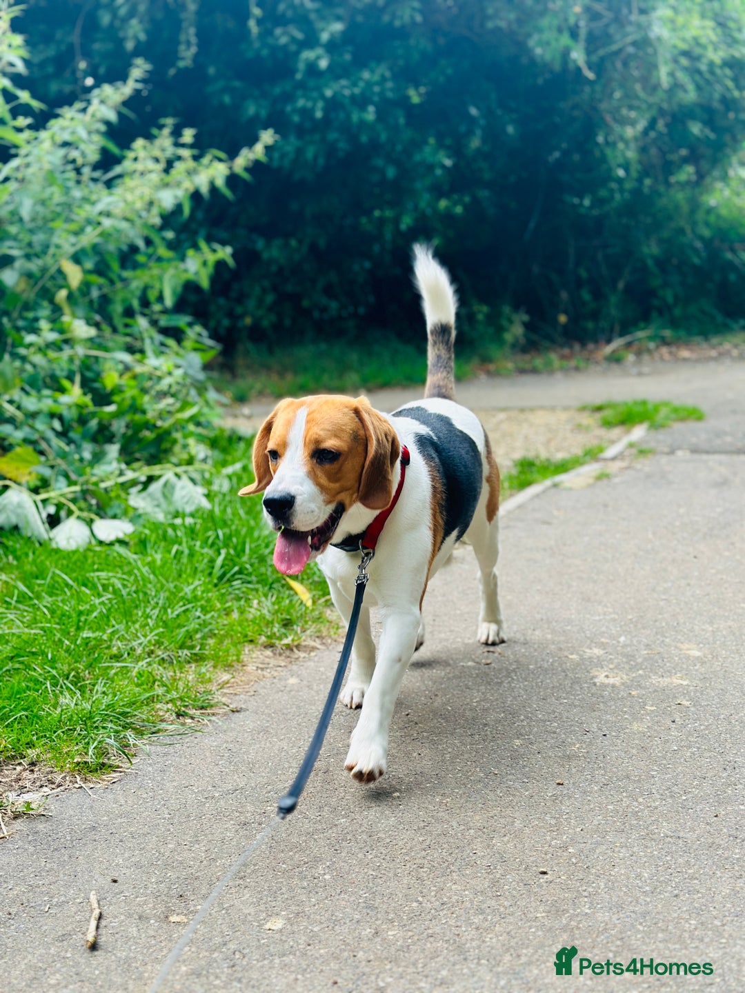 Beagle dogs for sale: Beagle For sale - Advert 4