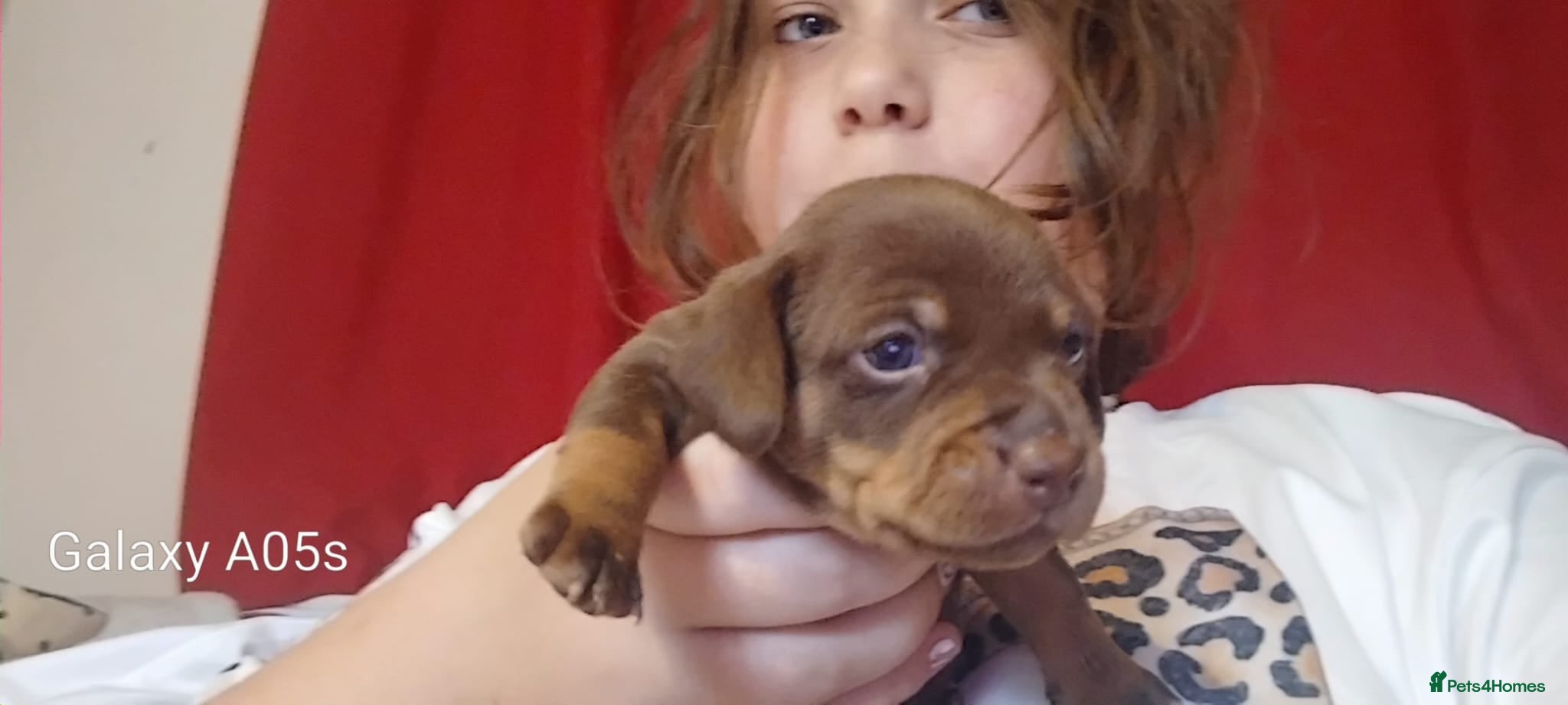 Jackshund dogs Jackshund puppies - Advert 3