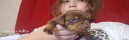 Jackshund dogs for sale: Jackshund puppies in Wellington - Advert 1