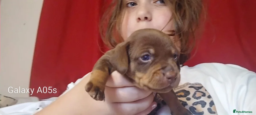 Jackshund dogs for sale: Jackshund puppies in Wellington - Advert 1