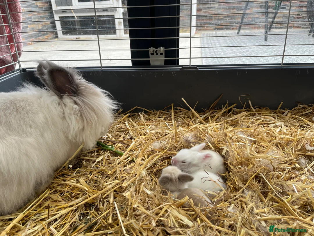 Lionhead rabbits for sale: Lionhead Bunnies  - Advert 12