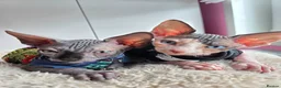 Sphynx cats for sale: Spectacular Sphynx kittens TICA & GCCF  DBE - Advert 35