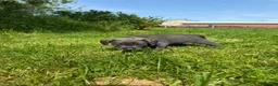Labrador Retriever dogs for sale: RARE Stunning Silver & Charcoal Labrador Boy pups - Advert 9