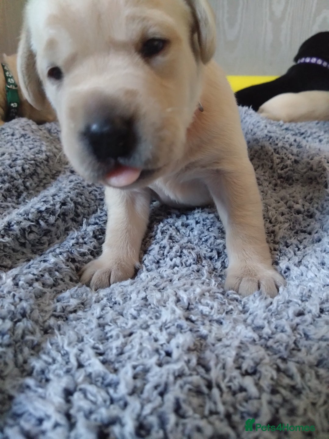 Labrador Retriever dogs for sale:  Labrador pups - Image 13