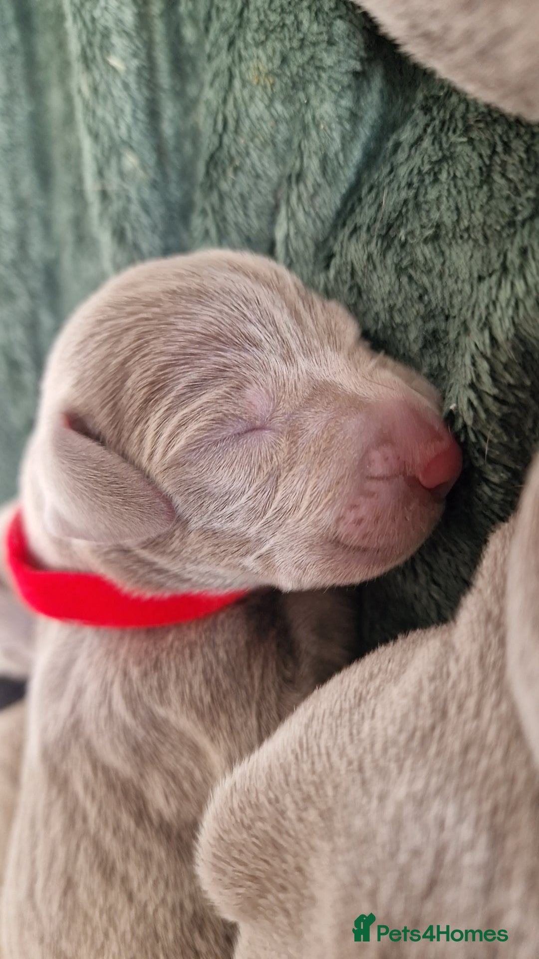 Weimaraner dogs for sale: Weimaraner Puppies Looking for Their Forver Home🐾 in Shrewsbury - Advert 5