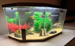 Mollies fish for sale: 4 Mollies  - Image 2