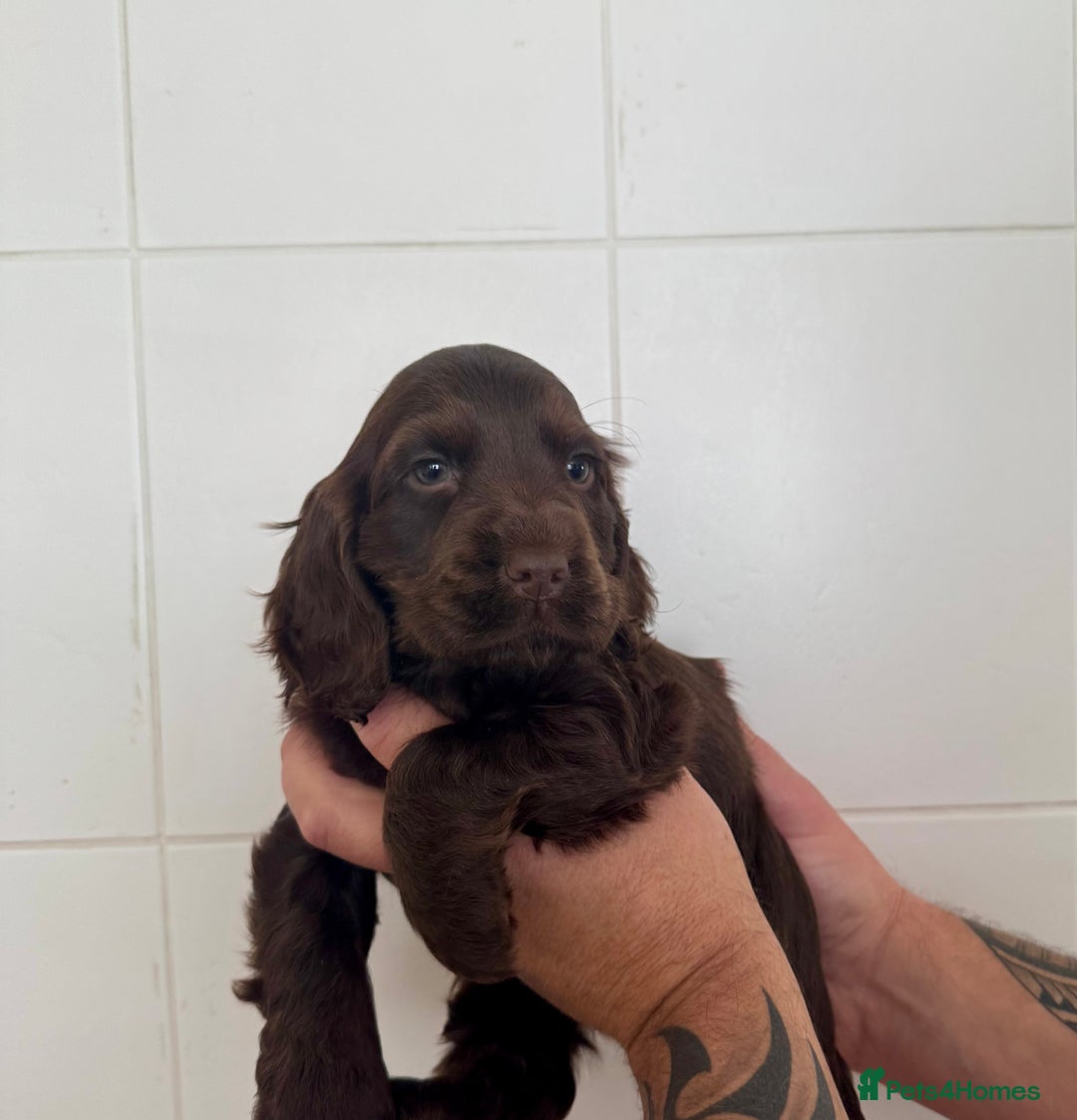 Cocker Spaniel dogs for sale: Chocolate show cocker spaniel  - Image 1