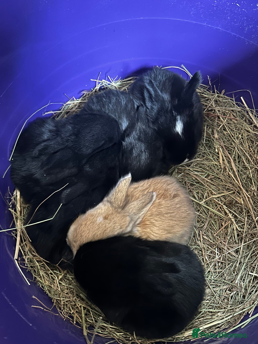 Continental Giant rabbits for sale: Baby continental giant to reserve  - Advert 10