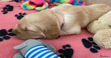 Golden Retriever dogs - Advert 10