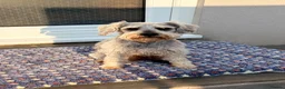 Miniature Schnauzer dogs for sale: Miniature schnauzer adult female  - Advert 1