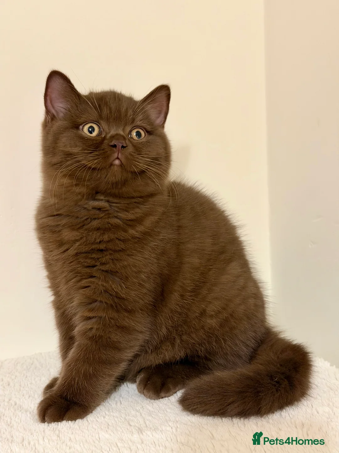 British Shorthair cats for sale: BSH chocolate boys TICA registration  - Advert 11