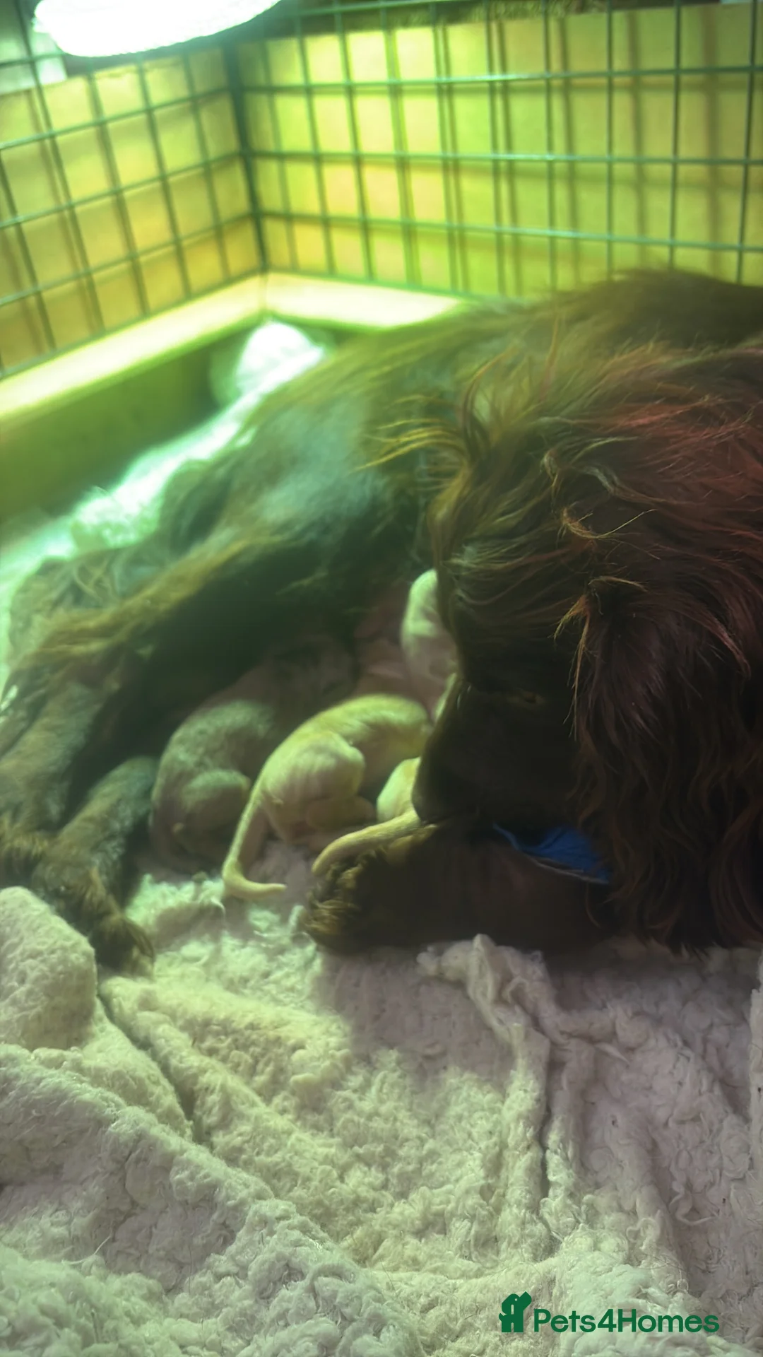 Cocker Spaniel dogs for sale: Beautiful litter of working cocker spaniels  in Stourport-on-Severn - Advert 18