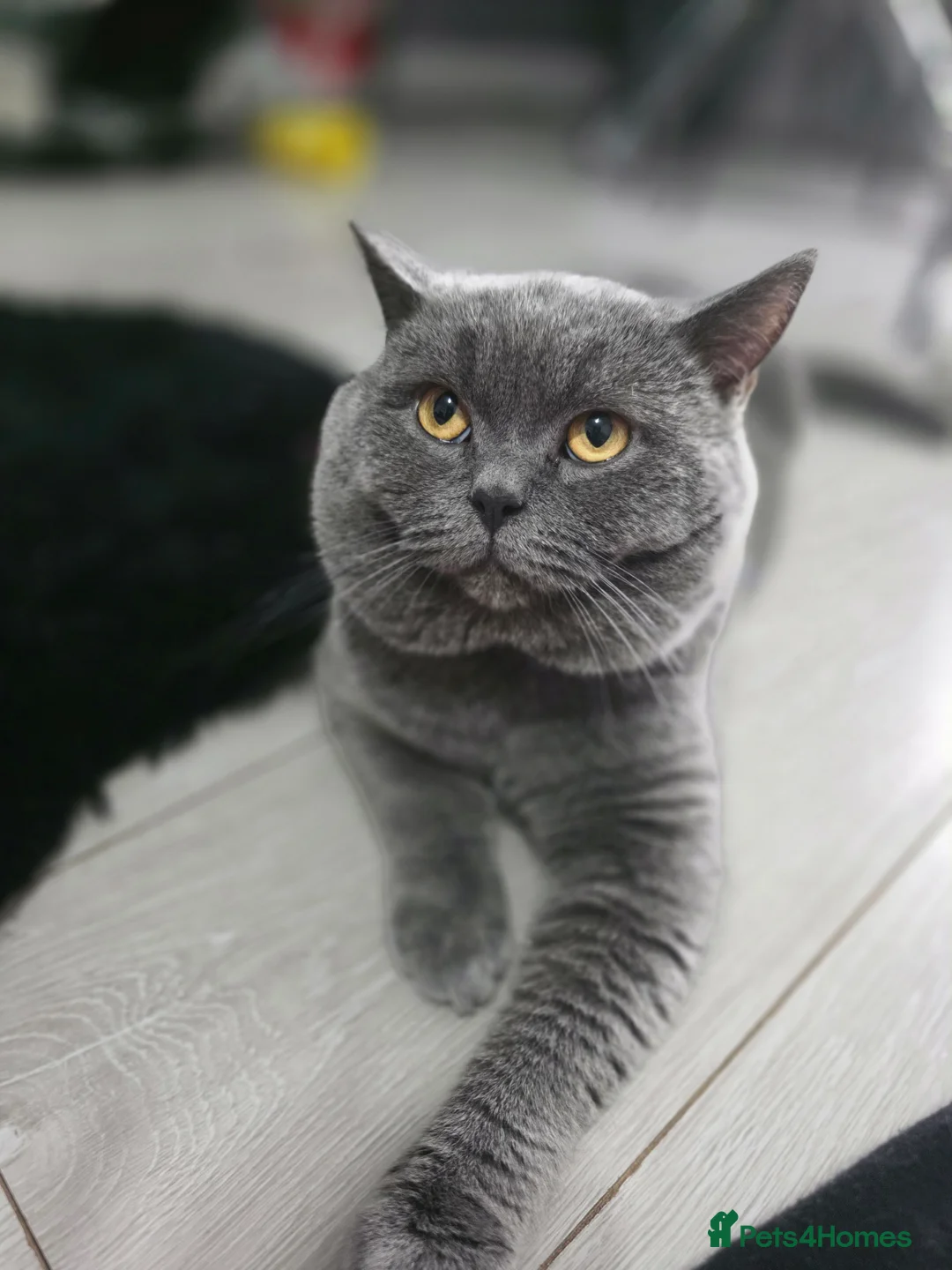 British Shorthair cats for sale: Stunning BSH Kittens  in Nottingham - Advert 2
