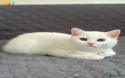 British Shorthair cats for sale: 5 Stunning British Shorthair - Image 1