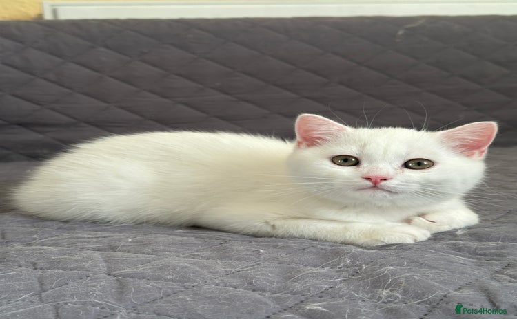 British Shorthair cats - Advert 12