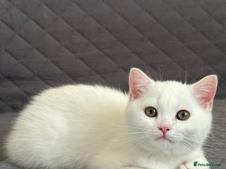 British Shorthair cats - Advert 2