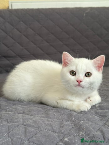 British Shorthair cats - Advert 2