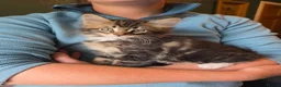Maine Coon cats for sale: Maine Coon Kittens for Sale - Advert 15