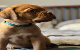 Dogue De Bordeaux dogs for sale: Kc registered Dogue de bordeaux puppies  - Image 27