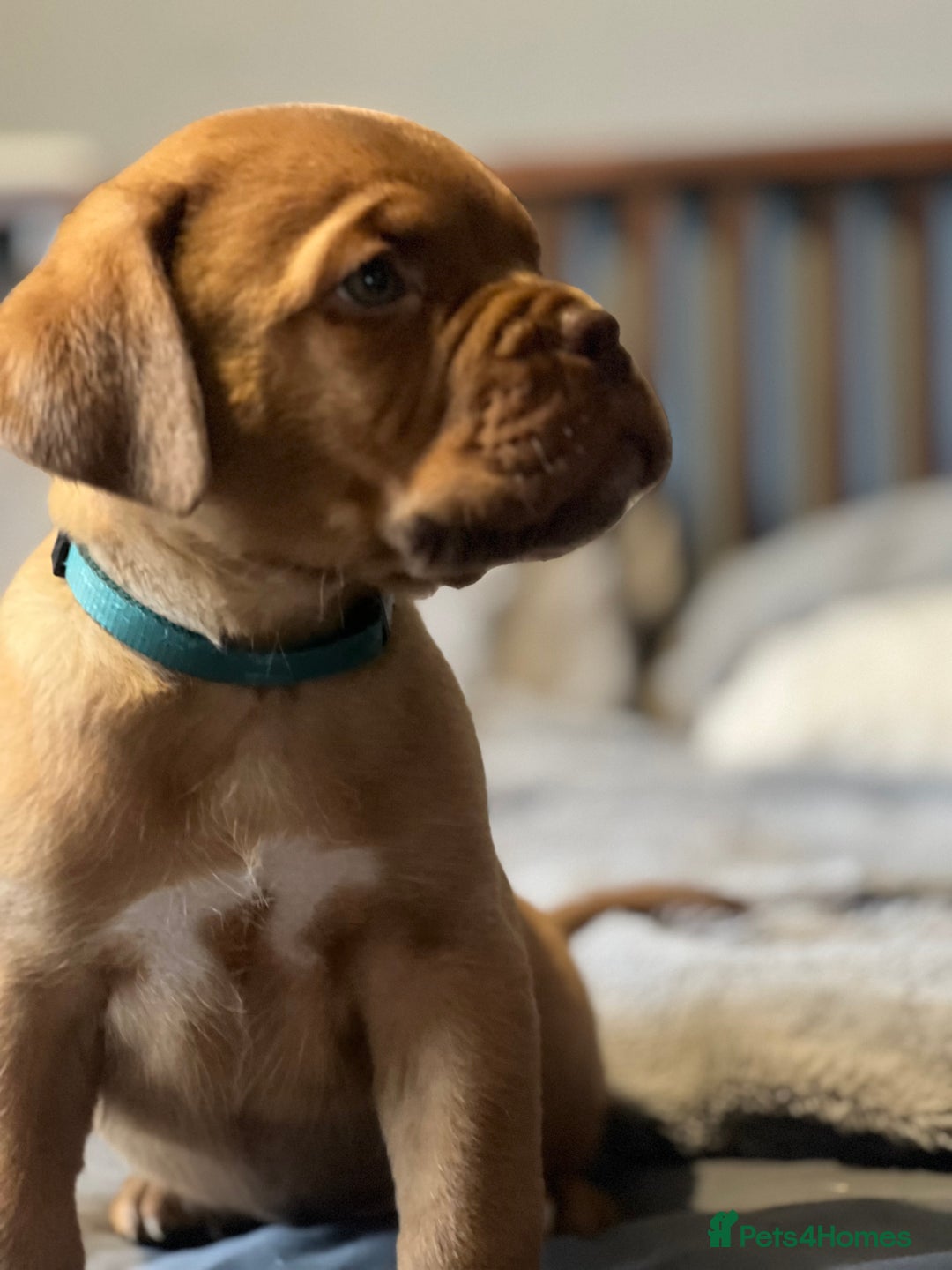 Dogue De Bordeaux dogs for sale: Kc registered Dogue de bordeaux puppies  - Image 27