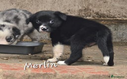Border Collie dogs for sale:  Any farmers looking for working dogs? - Image 12