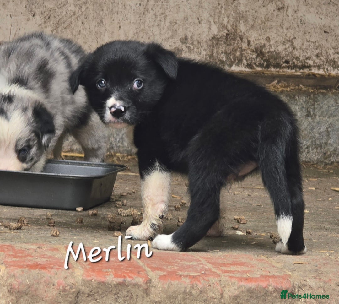 Border Collie dogs for sale:  Any farmers looking for working dogs? - Image 12