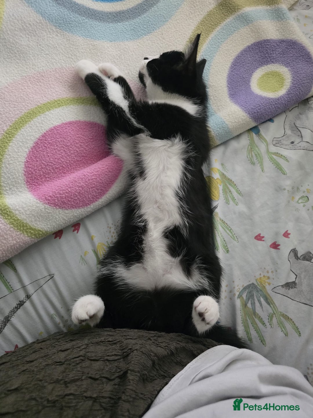 Mixed Breed cats for sale: Two male kittens - Advert 5