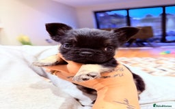French Bulldog dogs for sale: fluffy frenchie black & tan boy top quality 1 LEFT - Image 4