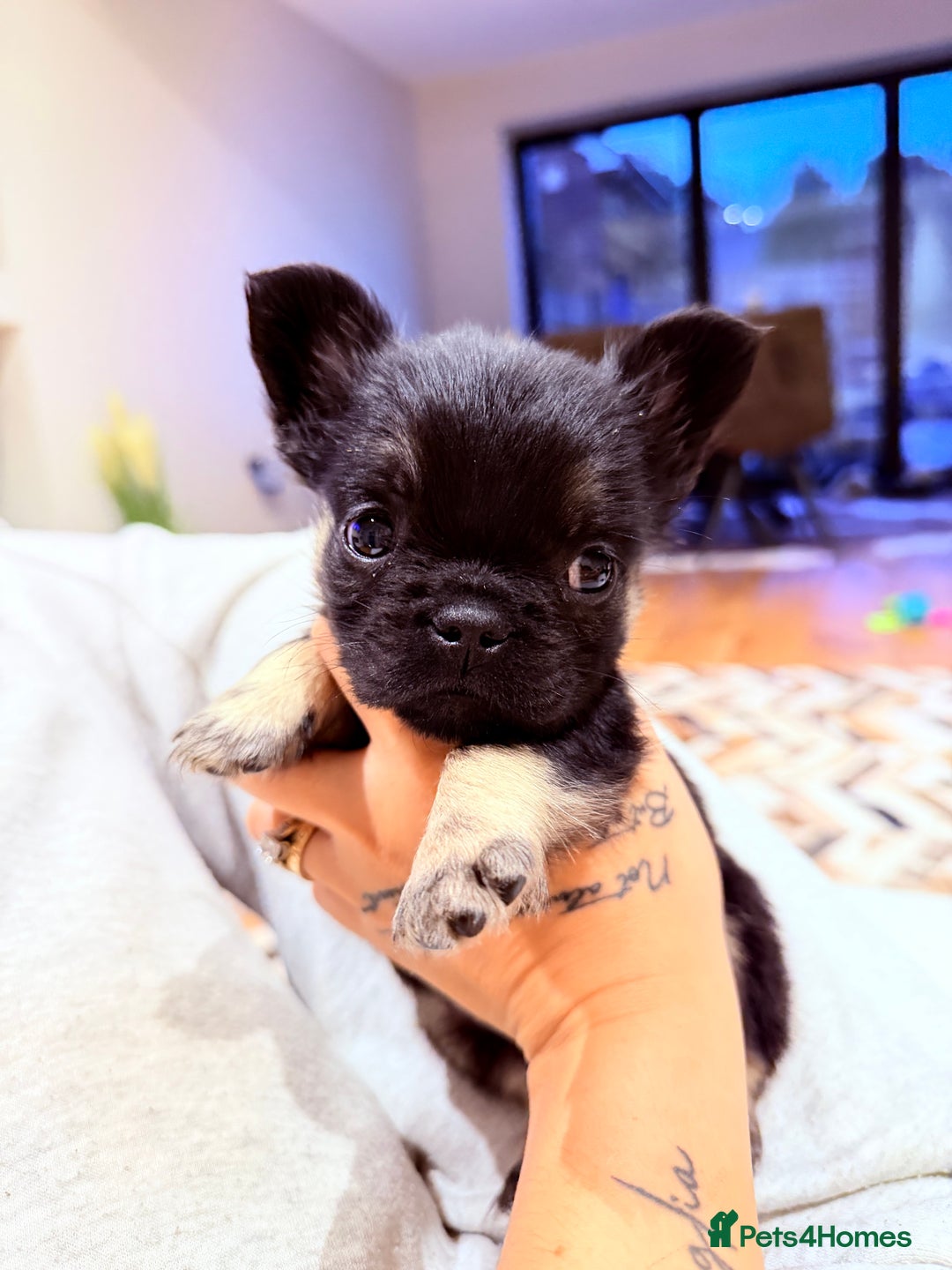 French Bulldog dogs for sale: fluffy frenchie black & tan boy top quality 1 LEFT - Image 4