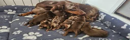 Dachshund dogs for sale: Stunning puppies, kc registered parents  - Advert 7
