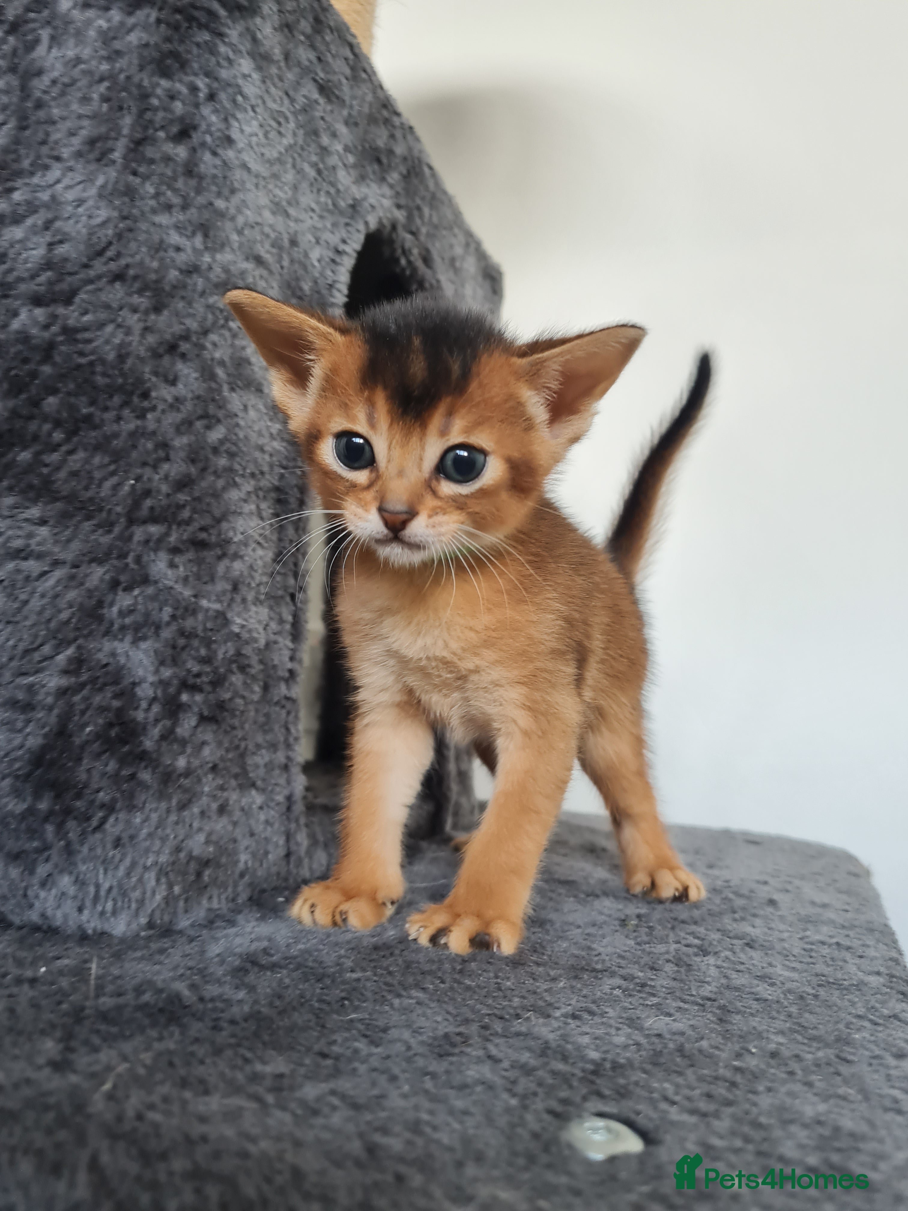 Abyssinian cats 🎖🏆🏅last 3 Abyssinian kittens  - Advert 3