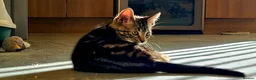 Bengal cats for sale: Kittens  - Advert 9
