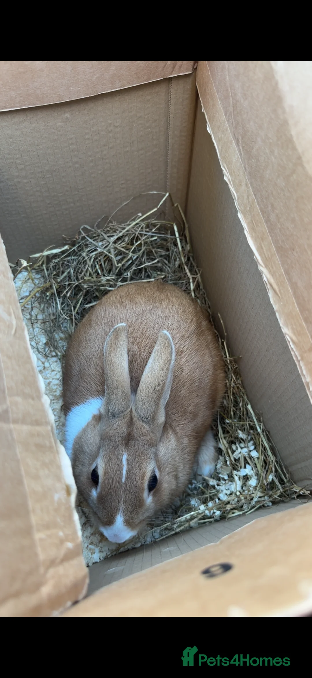 Mixed Breed rabbits for sale: dutch x english spot - Advert 1
