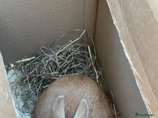 Mixed Breed rabbits dutch x english spot - Advert 2