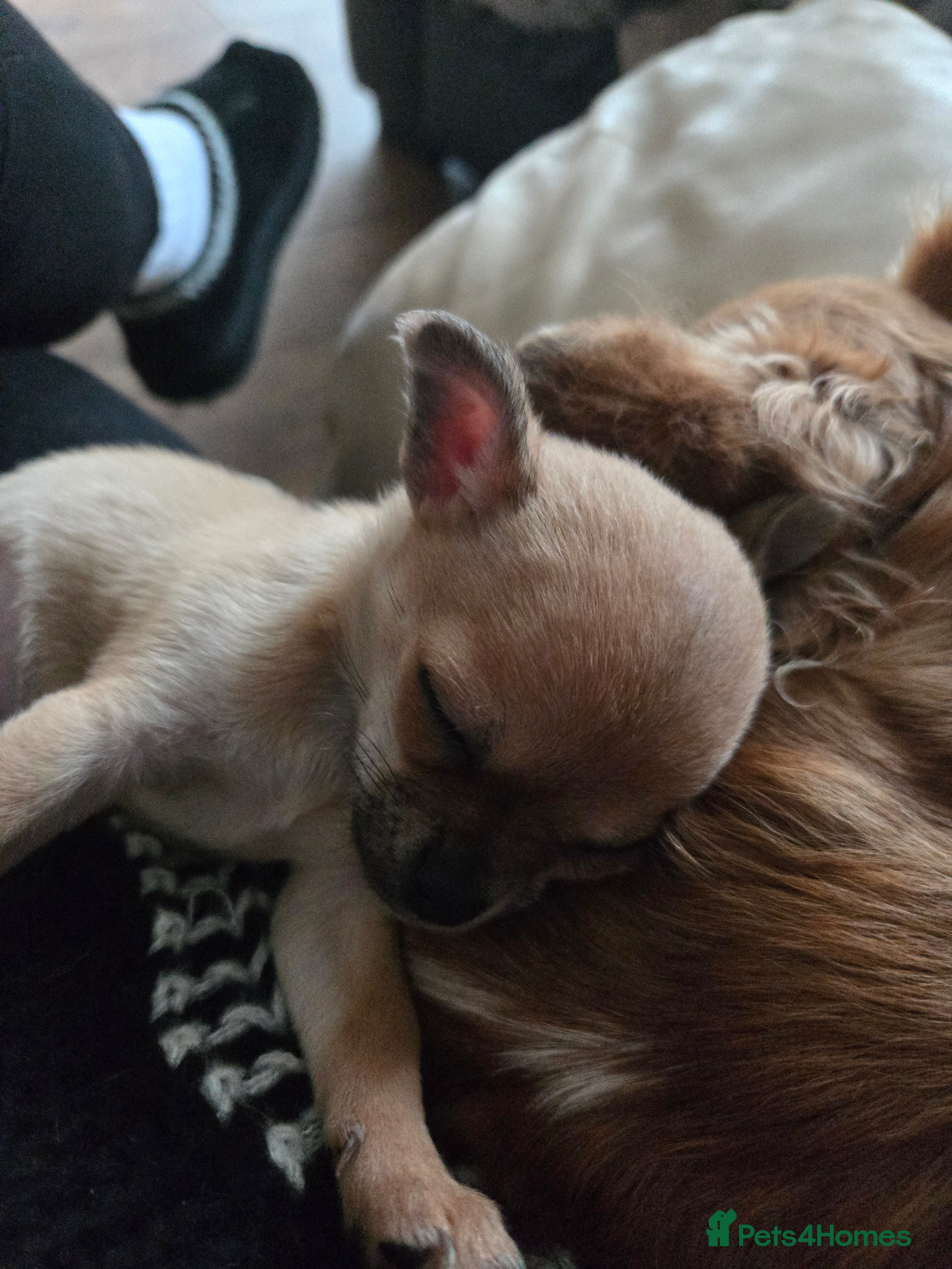 Chihuahua dogs Male chihuaha puppy  - Advert 18