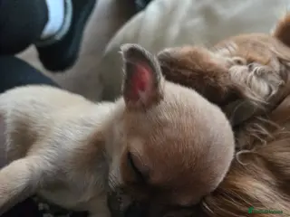 Chihuahua dogs Male chihuaha puppy - Advert 18