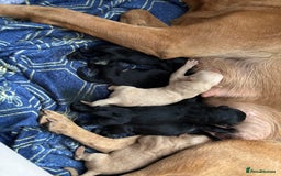 Labrador Retriever dogs for sale: Beautiful Labrador puppies - Image 5