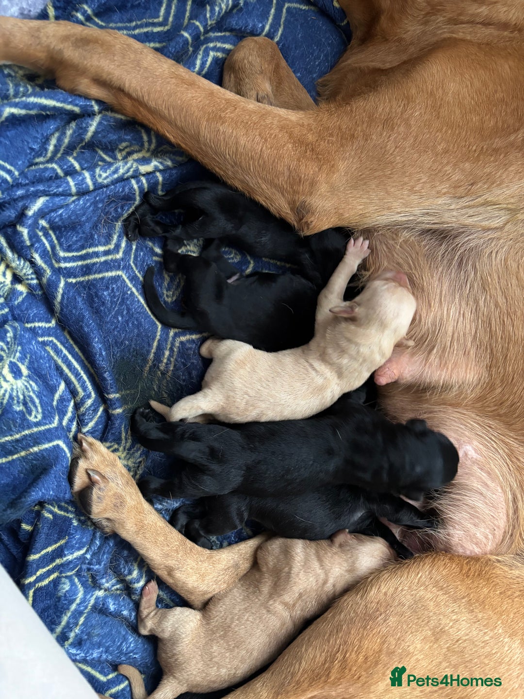 Labrador Retriever dogs for sale: Beautiful Labrador puppies - Image 5