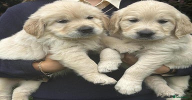 Golden Retriever dogs - Advert 15
