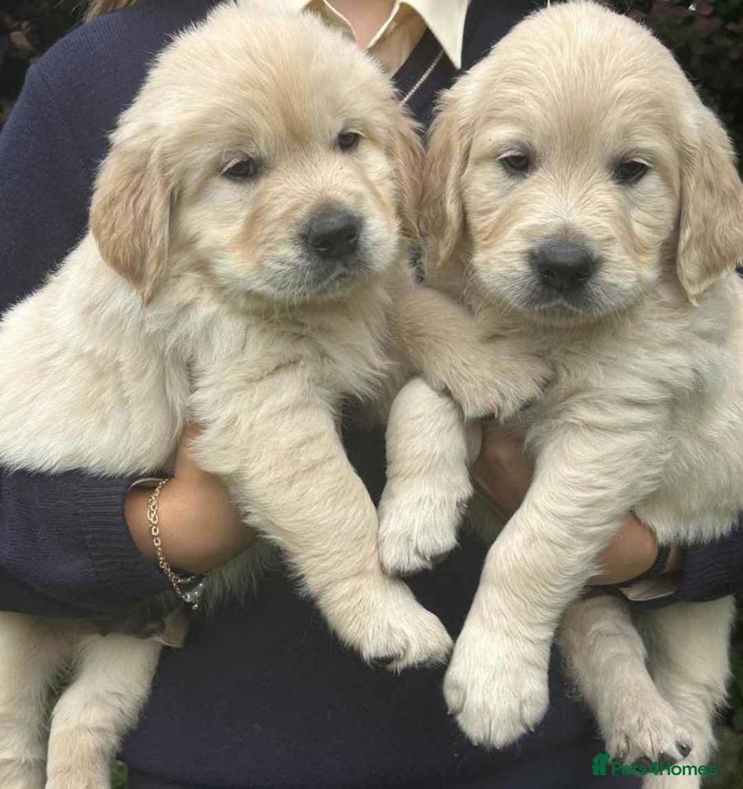 Golden Retriever dogs for sale: delightful litter of Golden Retriever puppies - Image 3
