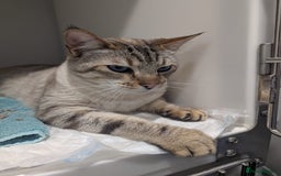 Bengal cats for adoption: Odie, Bengal X Ragdoll, 5 year old male  - Image 3